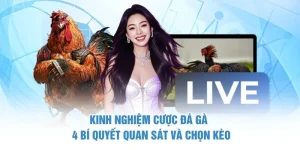 Kinh Nghiệm Cược Đá Gà – 4 Bí Quyết Quan Sát Và Chọn Kèo